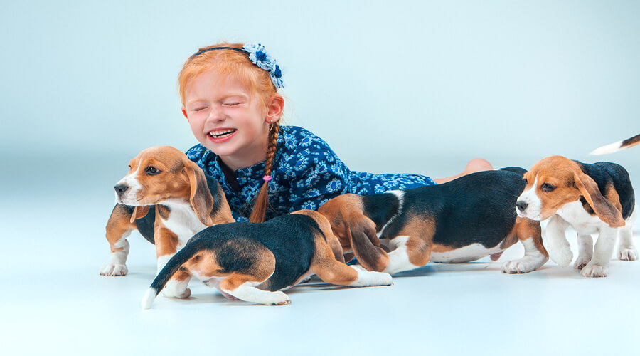 The Beagle: Why This Playful and Active Breed Is Perfect for Families